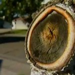 People who think they see Michael Jackson in this tree stump! (Plus, a few other Michael Jackson things)